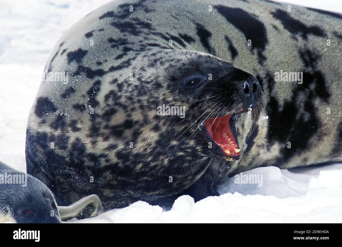 HOODED SEAL cystophora cristata, MOTHER WITH PUP ON ICE FIELD, MAGDALENA ISLAND IN CANADA Stock Photo