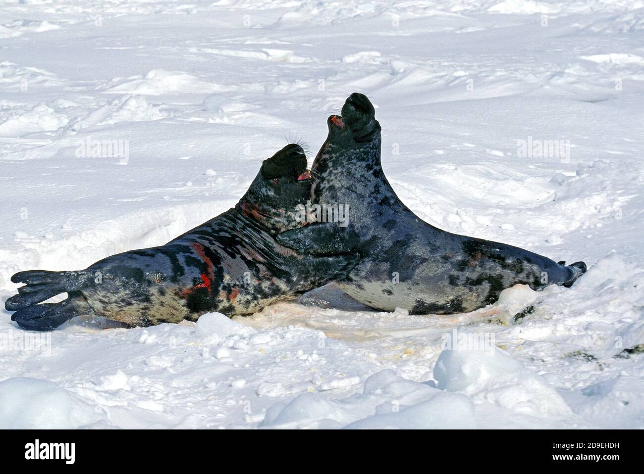 HOODED SEAL cystophora cristata, FIGHT BETWEEN MALES ON ICE FIELD, MAGDALENA ISLAND IN CANADA Stock Photo