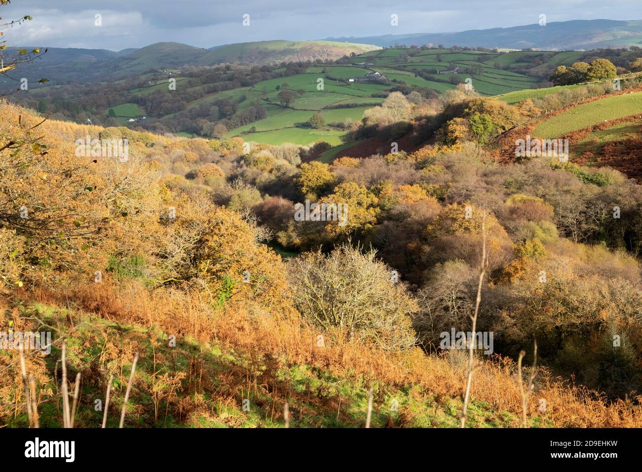 Natural woodland in a wooded valley and farmland and hills hilly landscape near Llandovery in autumn fall Carmarthenshire Wales UK  KATHY DEWITT Stock Photo