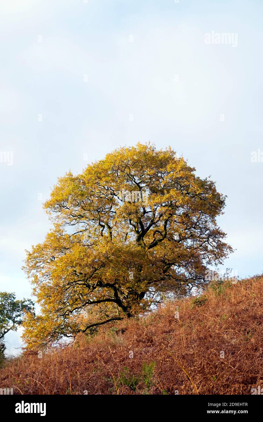 Vertical view of old quercus oak tree and bracken in colourful golden ...