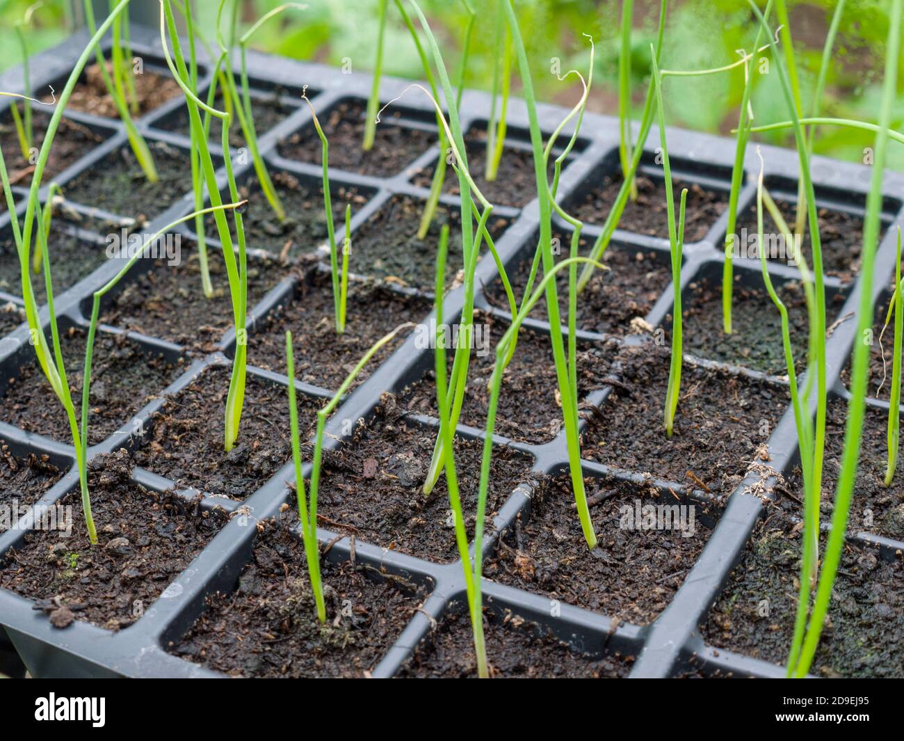 Leek Seedlings High Resolution Stock Photography And Images Alamy