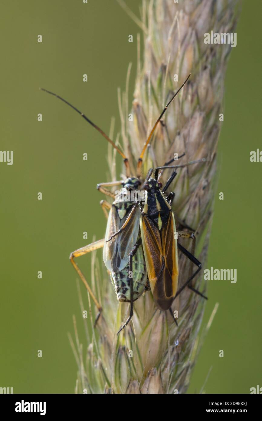 Langhaarige Dolchwanze, Graswanze, Gras-Wanze, Paarung, Kopulation, Kopula, Pärchen, Leptopterna dolabrata, Miris dolabratus, meadow plant bug, pairin Stock Photo