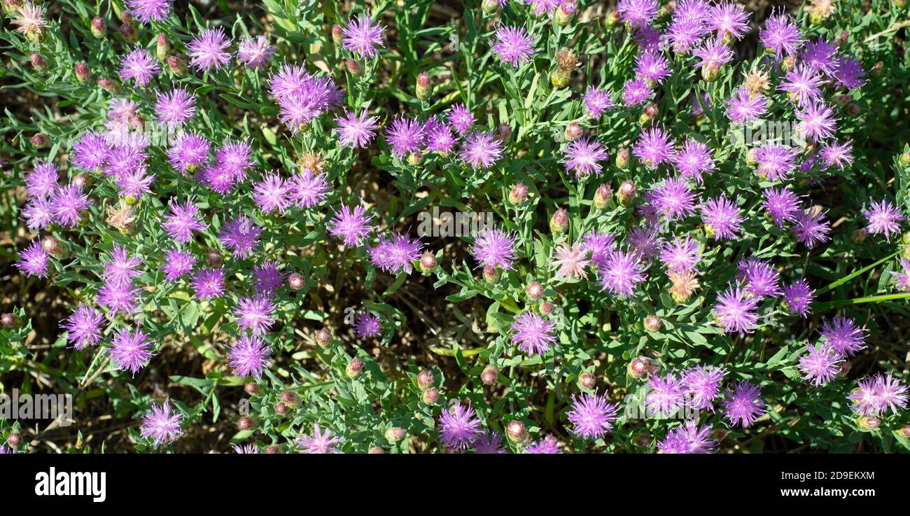 Natural floral backgrounds. Little lilac flowers. Rhaponticum repens. Levzeya saflorovidny or maral root Rhaponticum carthamoides. Stock Photo