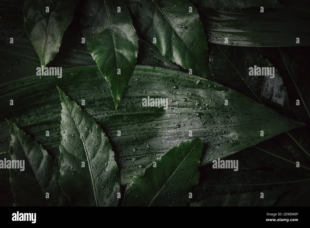 tropical jungle background. fresh wet green leaves Stock Photo