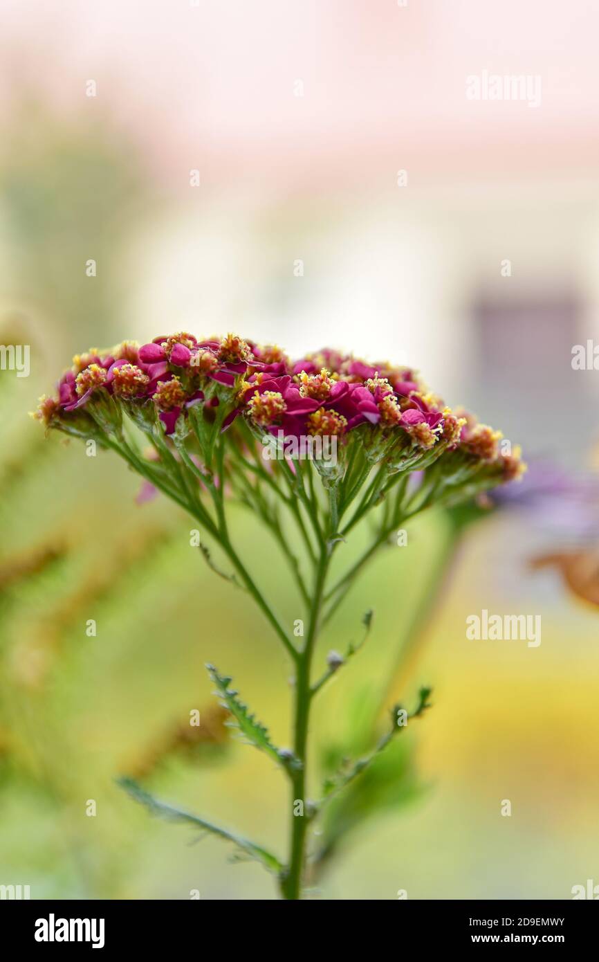 Blooming red yarrow on a sunny summer morning. Stock Photo