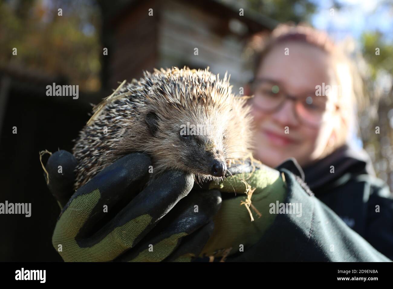 Hedgehog High Resolution Stock Photography And Images Page 5 Alamy