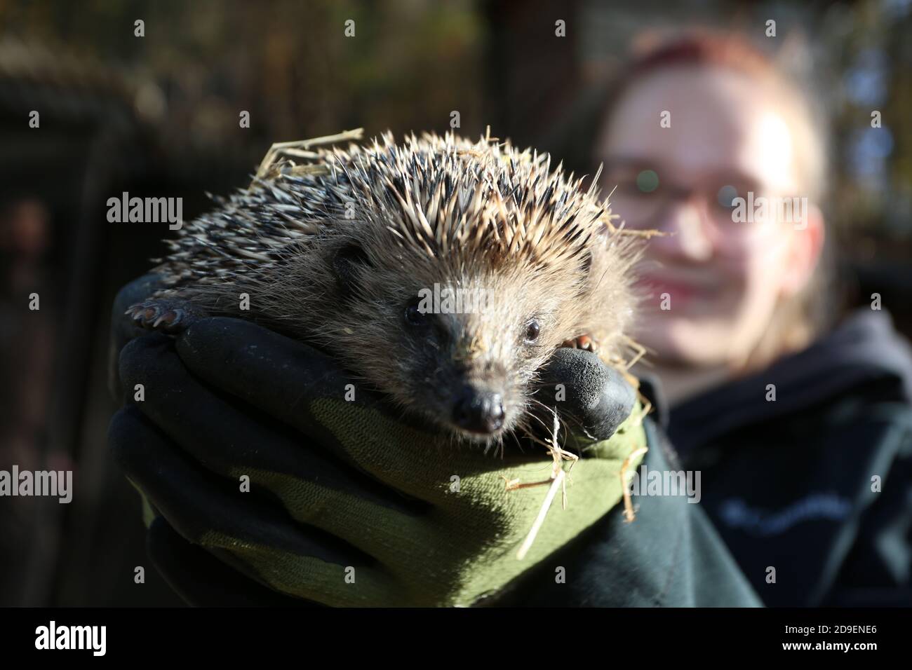 Hedgehog High Resolution Stock Photography And Images Page 5 Alamy