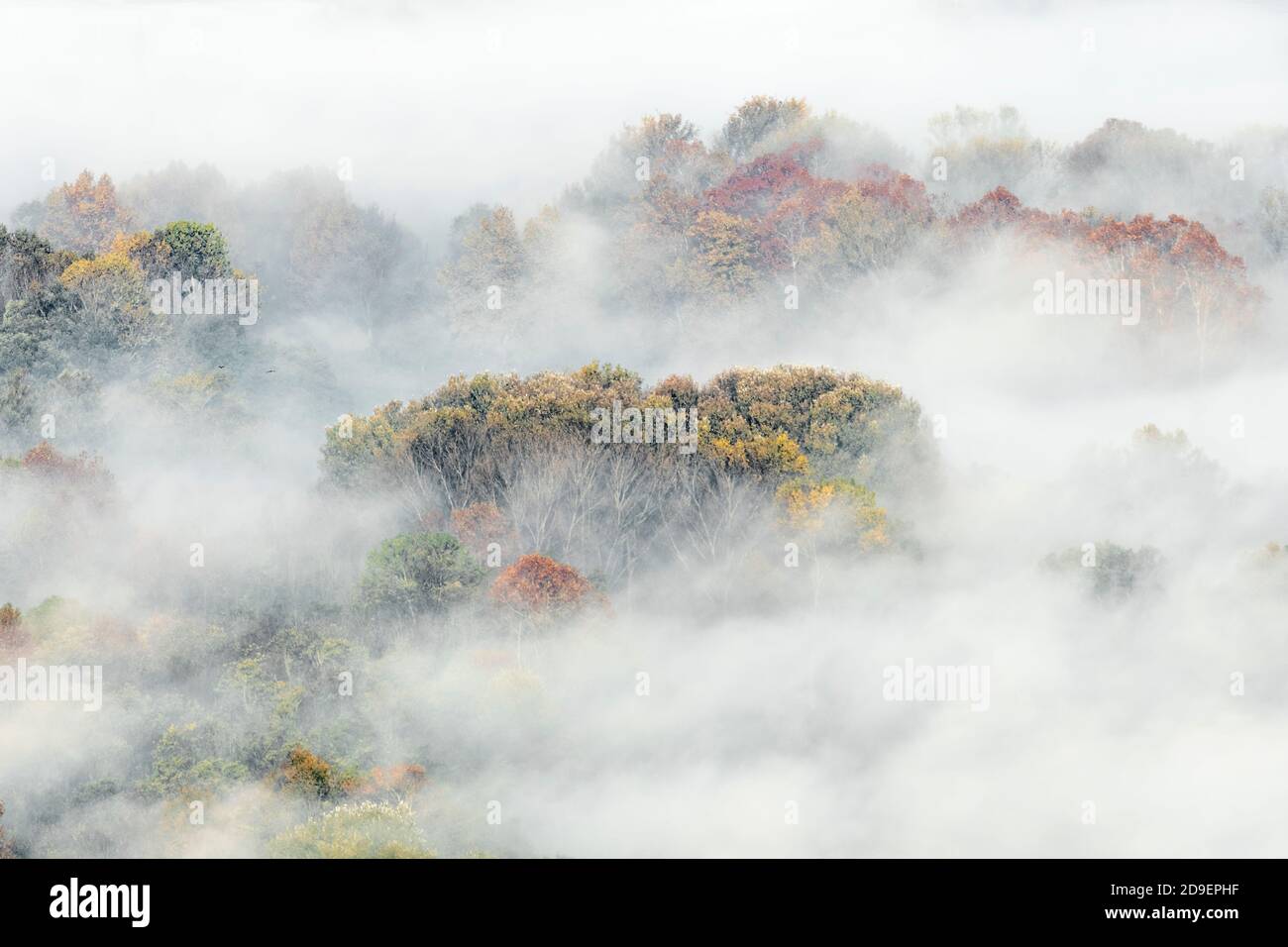 Autumn colors in the foggy forest at dawn Stock Photo - Alamy