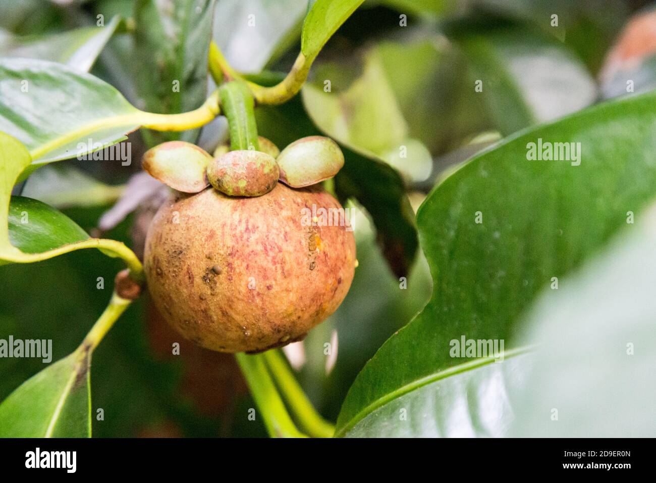 Mangosteen tree hires stock photography and images Alamy