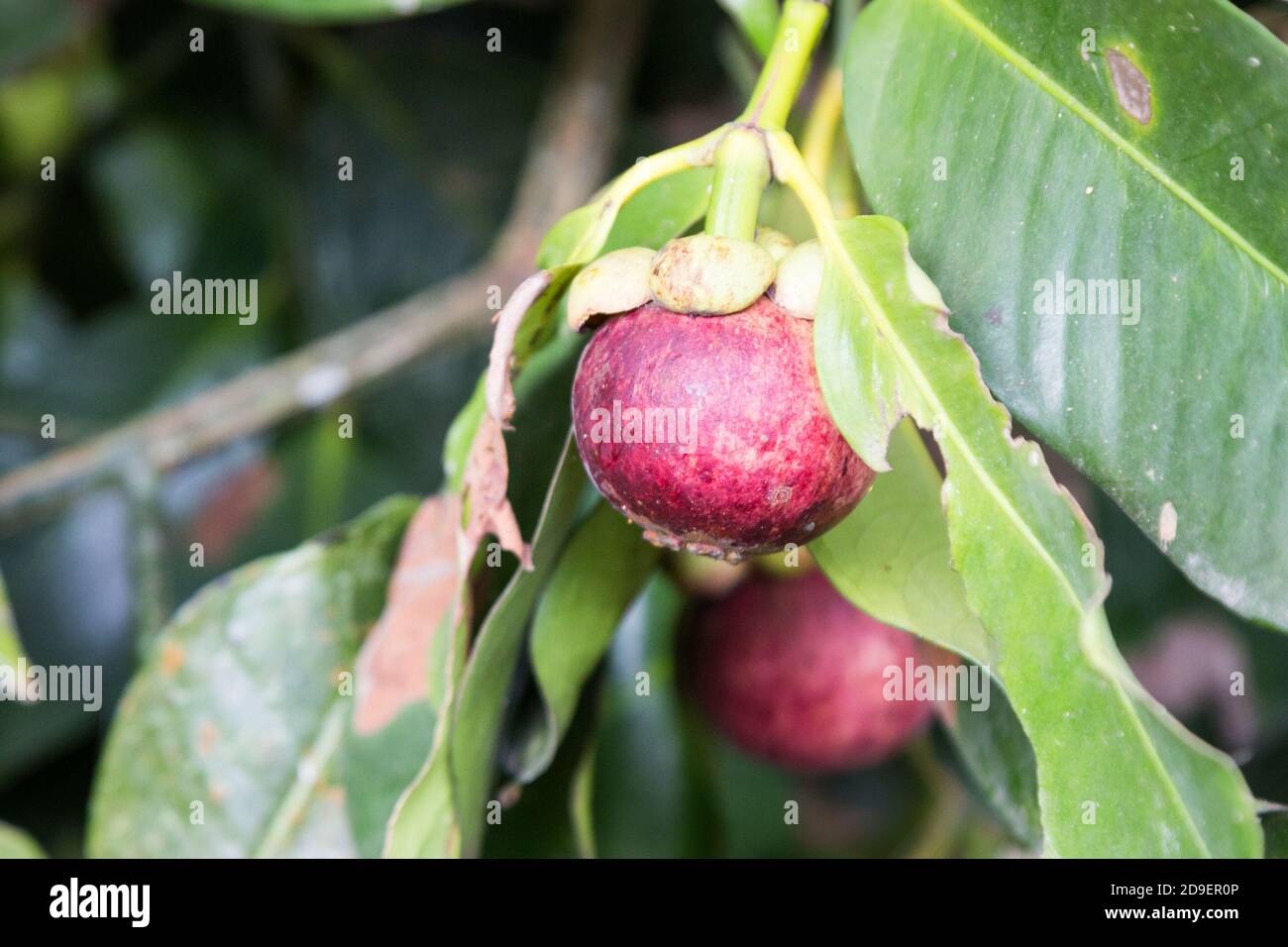 Mangosteen tree hires stock photography and images Alamy