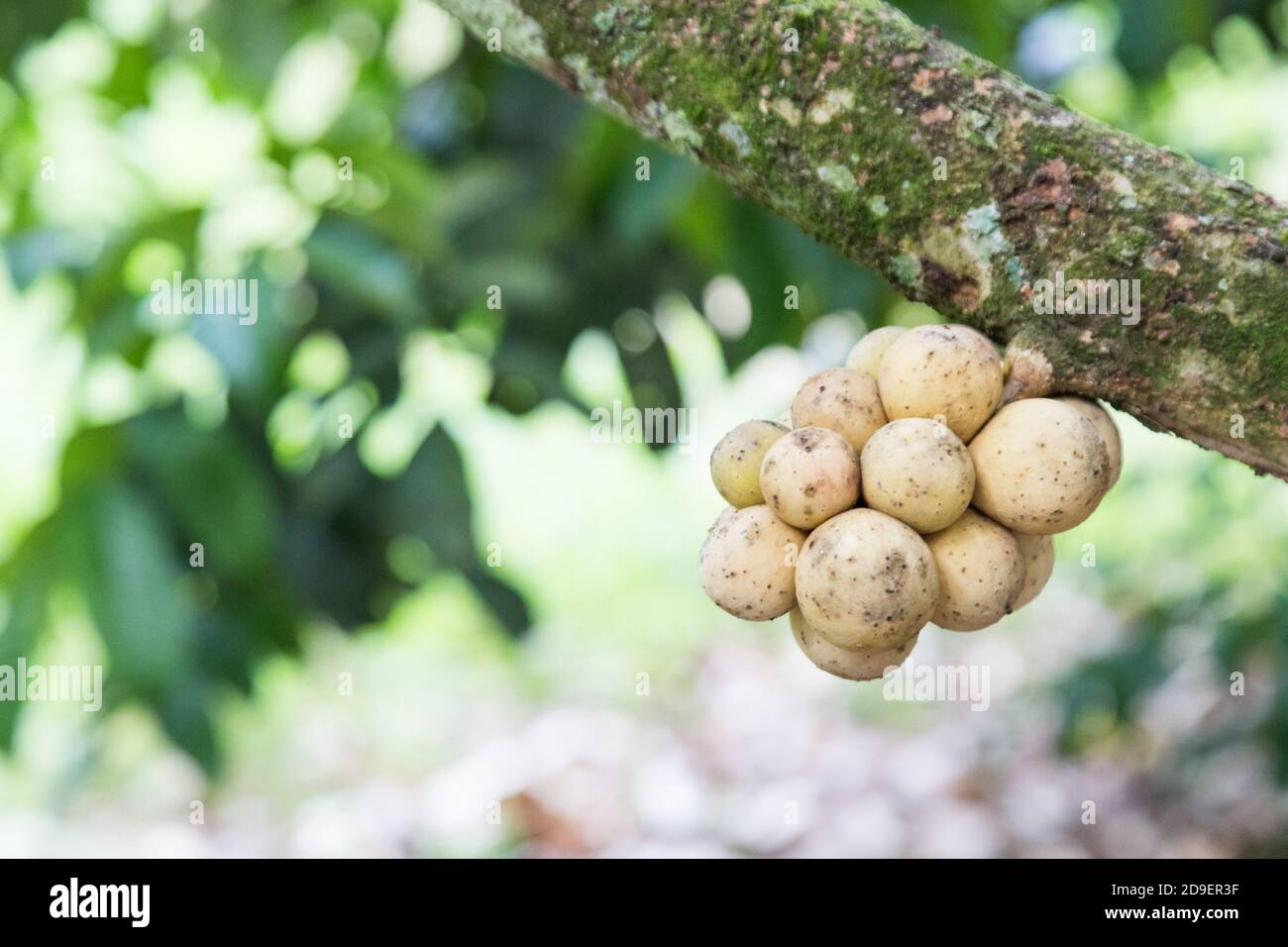 Lanzones hires stock photography and images Alamy