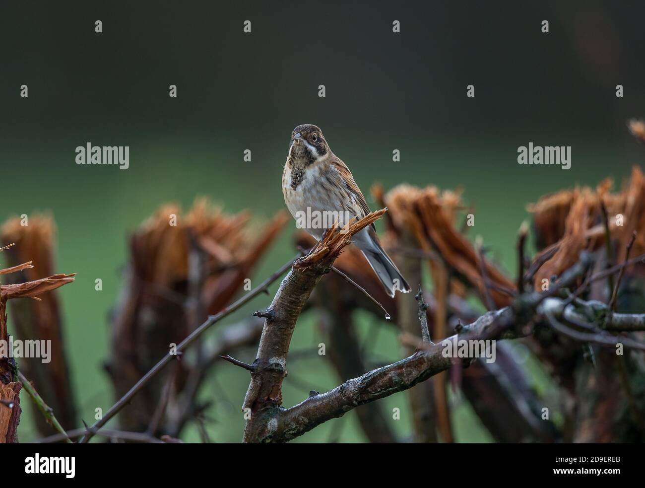 Reed bunting in the golden hour hi-res stock photography and images - Alamy
