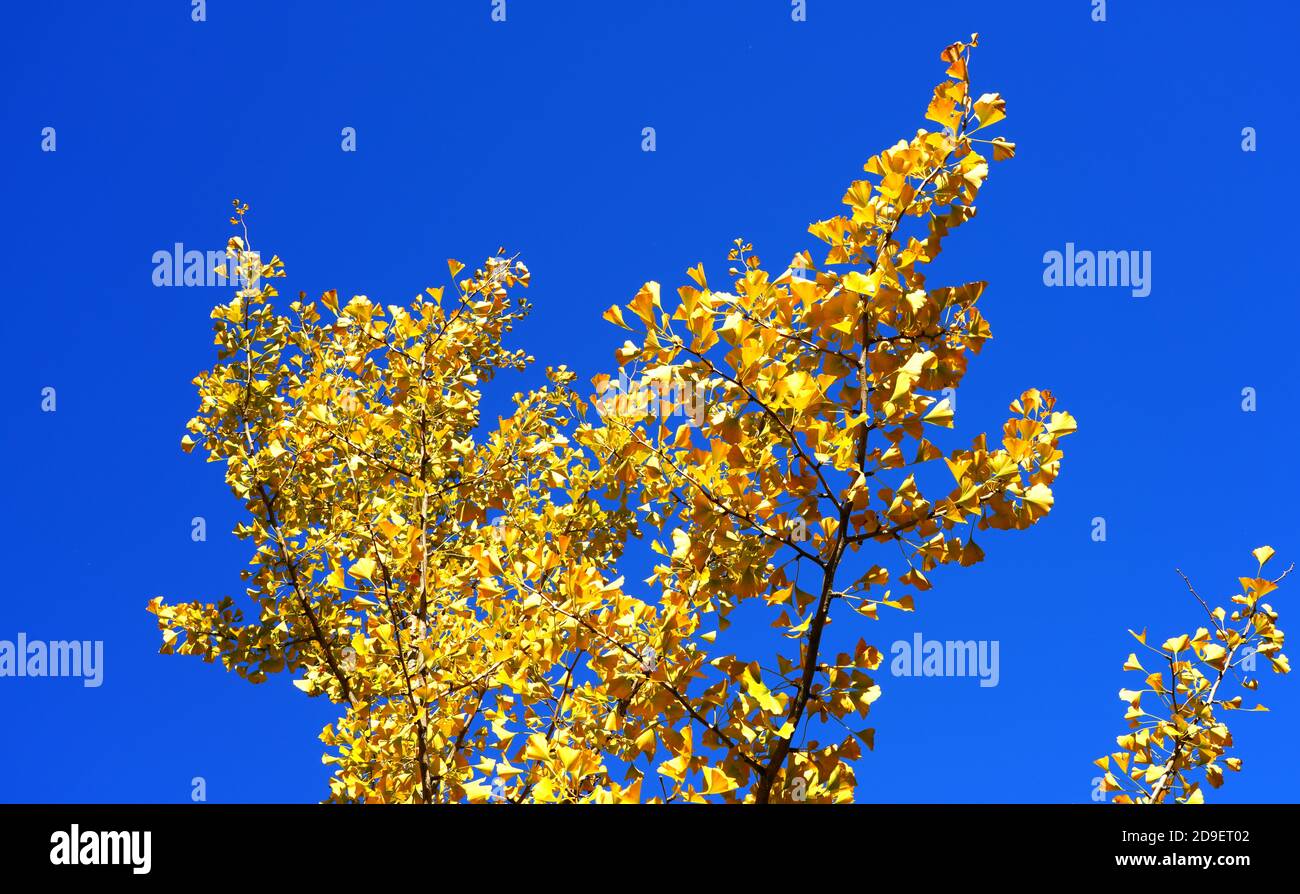 Yellow fanshaped leaves of the ginkgo biloba tree in autumn Stock Photo Alamy