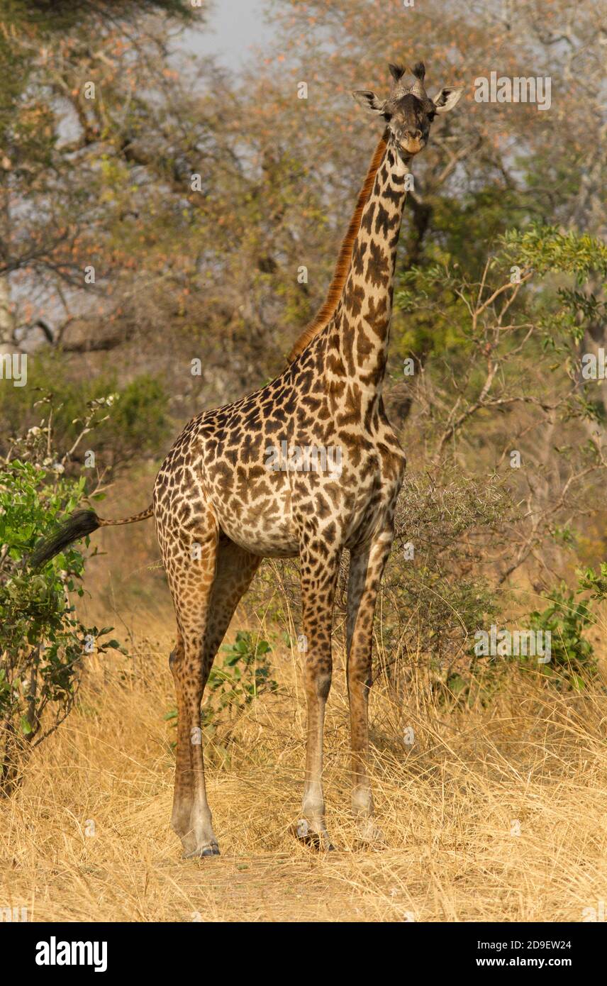 A young female Masai Giraffe stands and stares in curiosity at the vehicle. Tallest of all mammals the giraffe has excellent senses Stock Photo