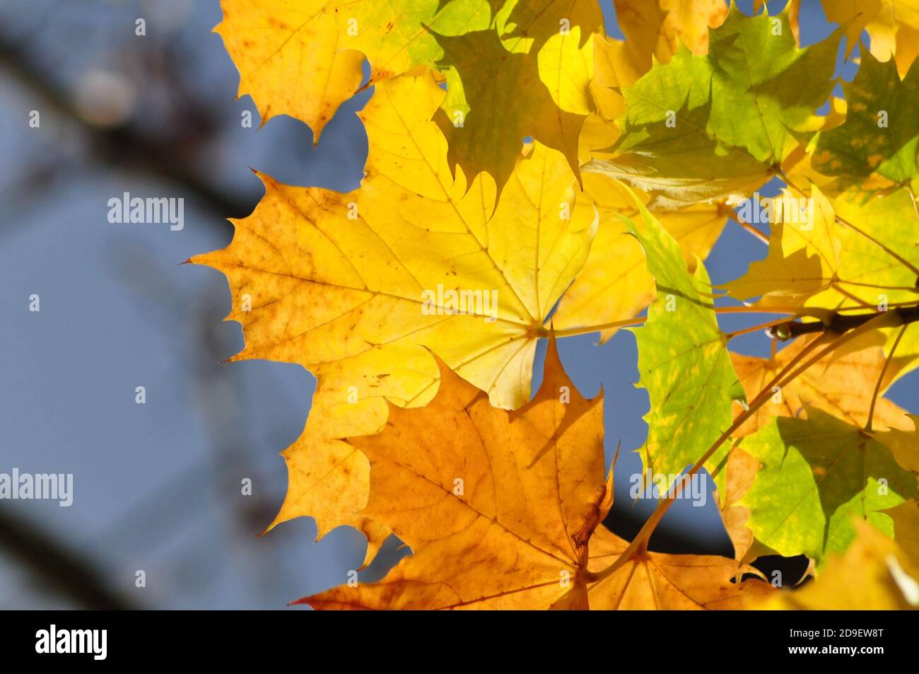 Herbsblätter in strahendem Sonnenschein - Yellow autumn-leaves in bright sunshine Stock Photo