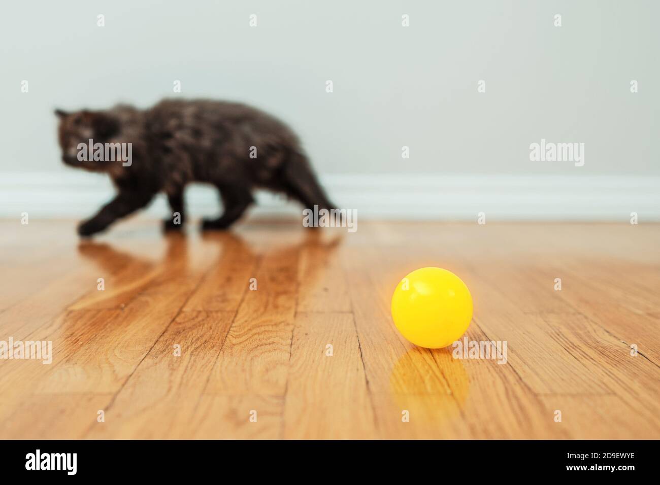 Little kitten doesn't want to play with the ball. Stock Photo