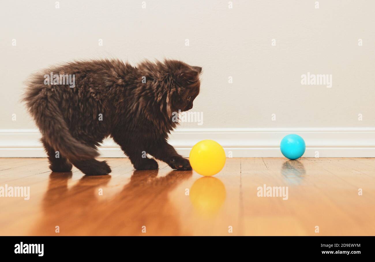 Little kitten plays with a ball. Scottish Fold. Stock Photo
