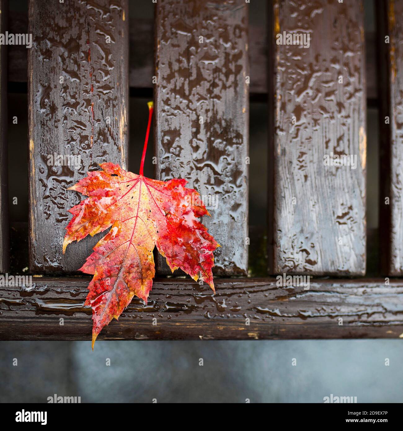 Red maple leaf on wet wooden bench after rain. Copy space Stock Photo ...
