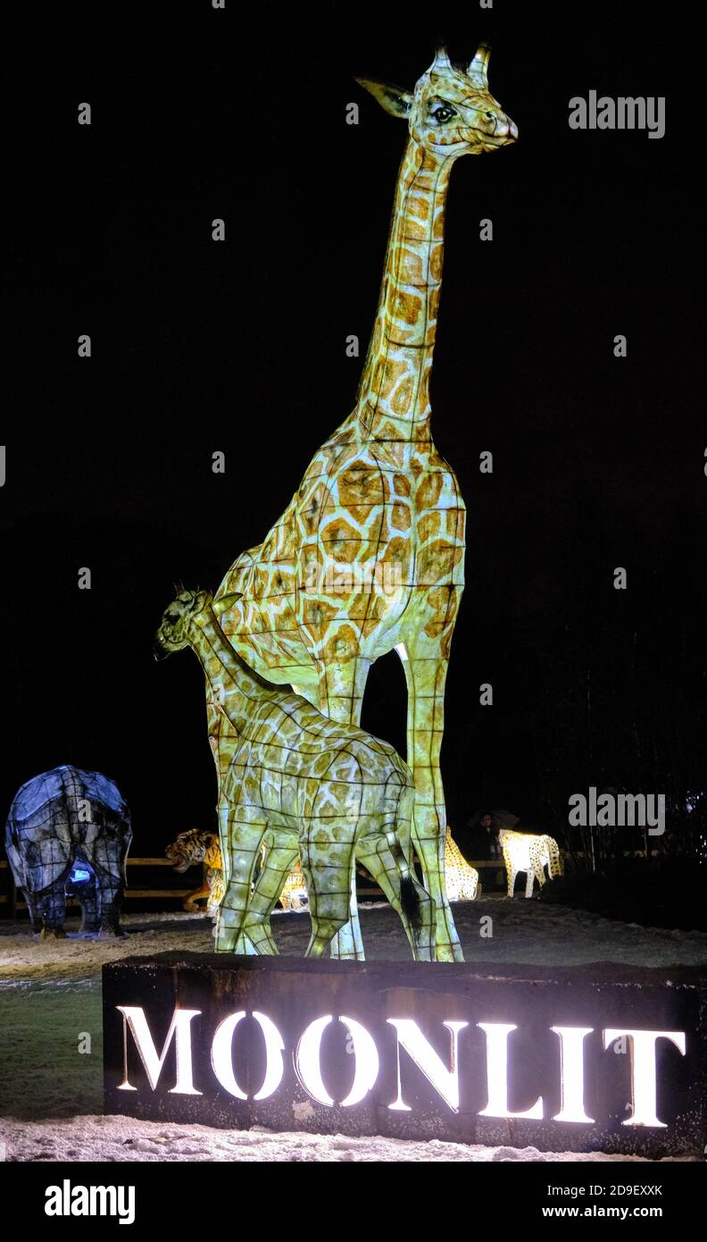 Illuminated Giraffe lanterns at Chester Zoo's The Lantern event. Stock Photo