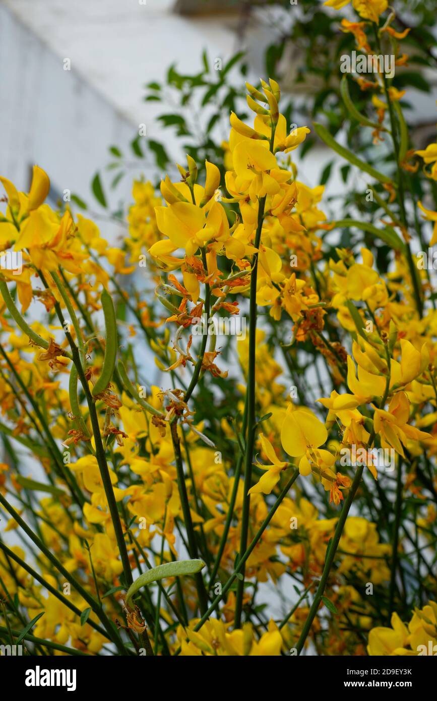 Vertical background with yellow acacia. Acacia bush blooms in large beautiful flowers. Stock Photo