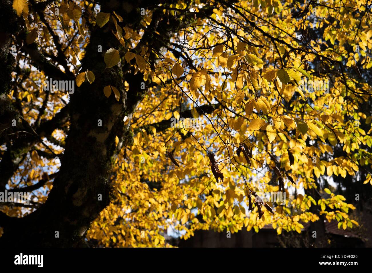 Tree with golden leaves Stock Photo Alamy