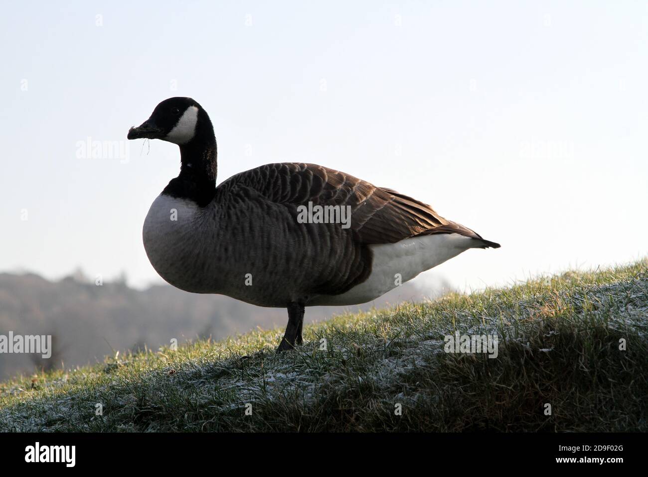 Canada goose top management inc