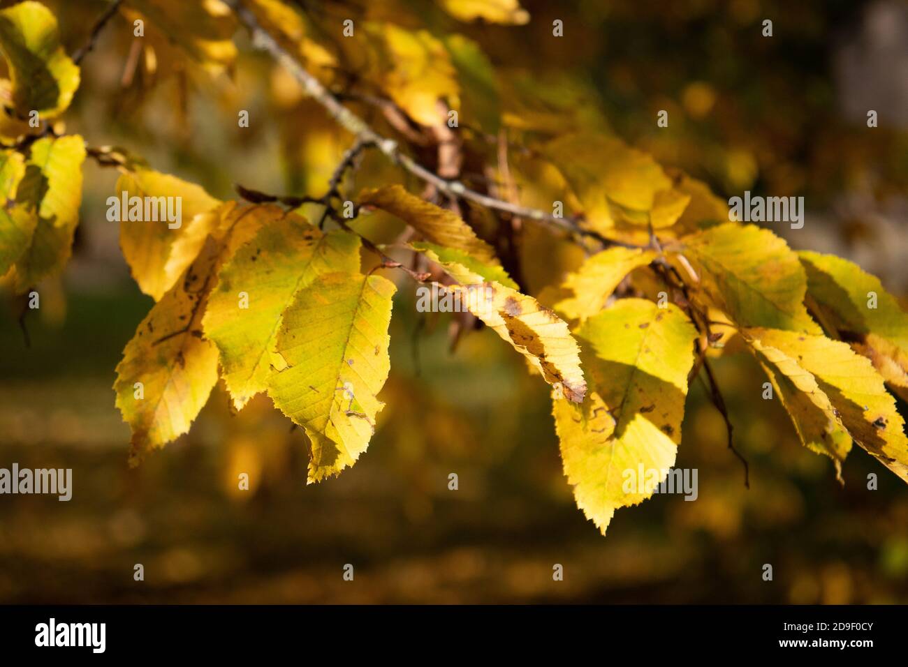 Golden leaves - feuilles dorees Stock Photo
