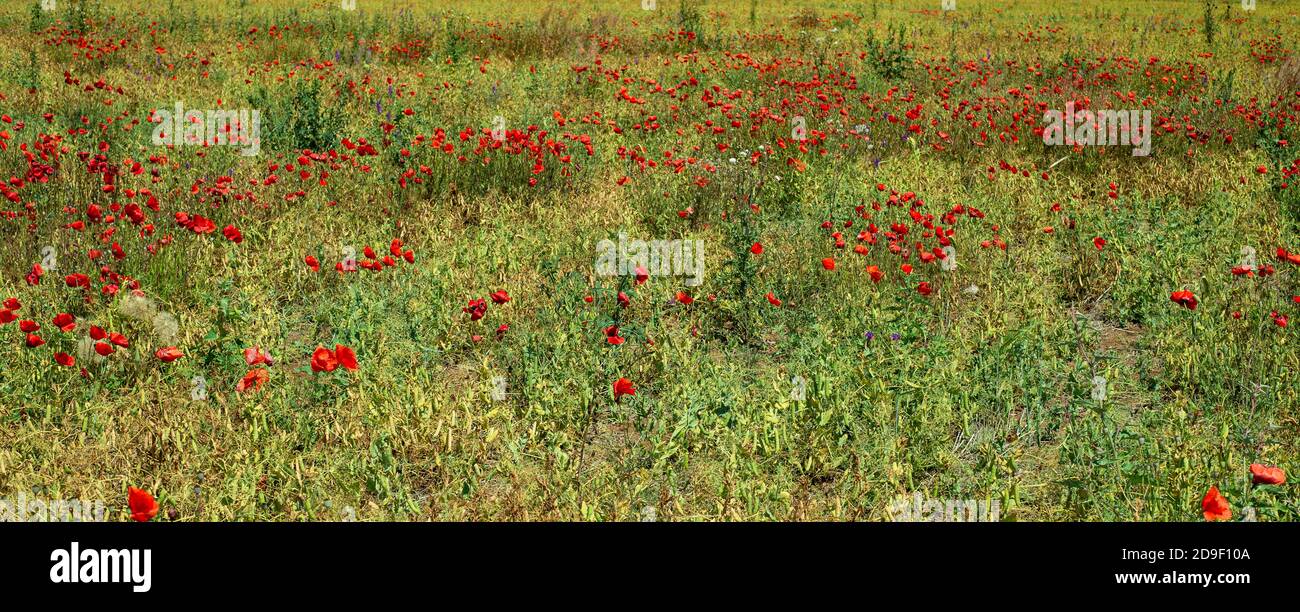 Natural horizontal background. Pea field with poppies. Stock Photo