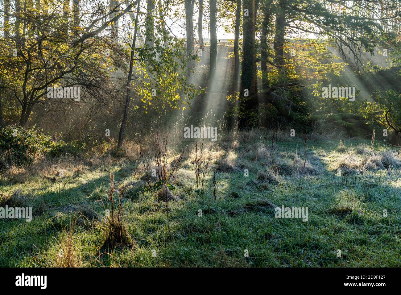 Herbst mit morgentlichen Sonnenstrahlen im Wald, Fröndenberg, Nordrhein-Westfalen, Deutschland  |   Autumn with early morning sun rays in the forest, Stock Photo