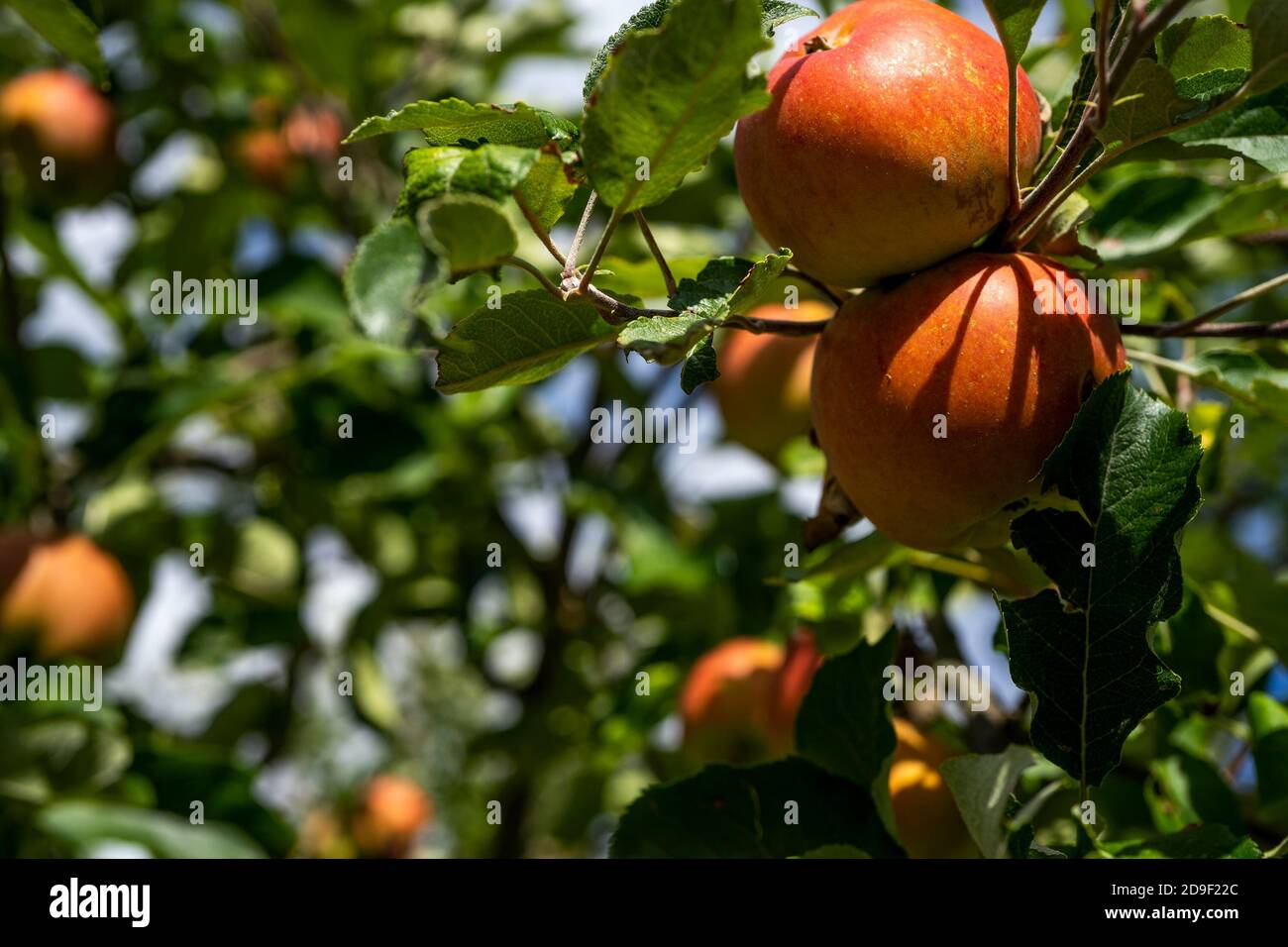 Photo of a Ripe Apples in Orchard ready for harvesting. Autumn season ...