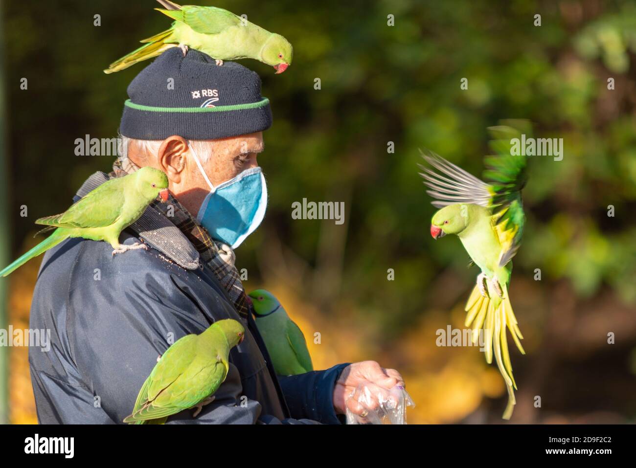 Westminster, London, UK. 5th Nov, 2020. Many people are choosing to exercise in London's parks in the bright Autumn afternoon of the first day of the second lockdown in the UK. The green ring necked parakeets which have made London their home in recent years are attracted to people that feed them. Senior male with bird on his head and shoulder Stock Photo