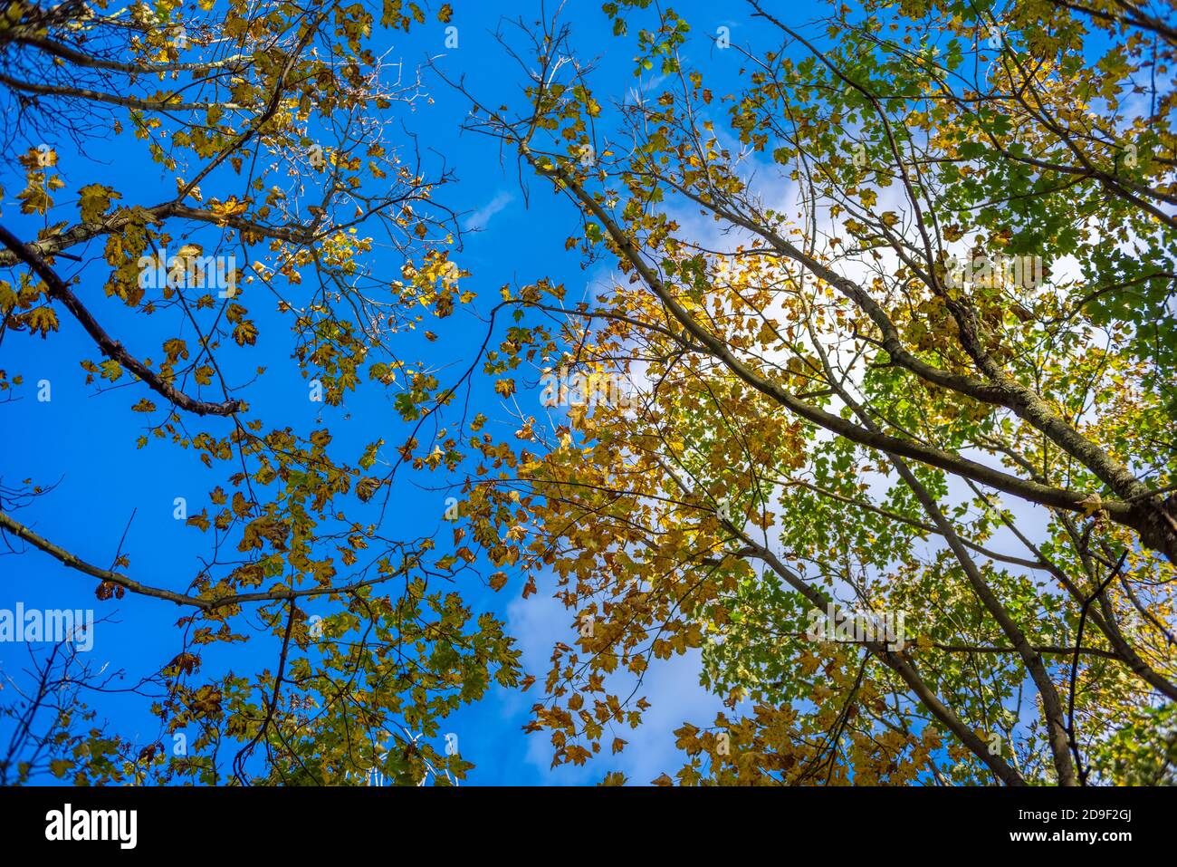 Vibrant fall leaves against a blue sky background looking up from the ...