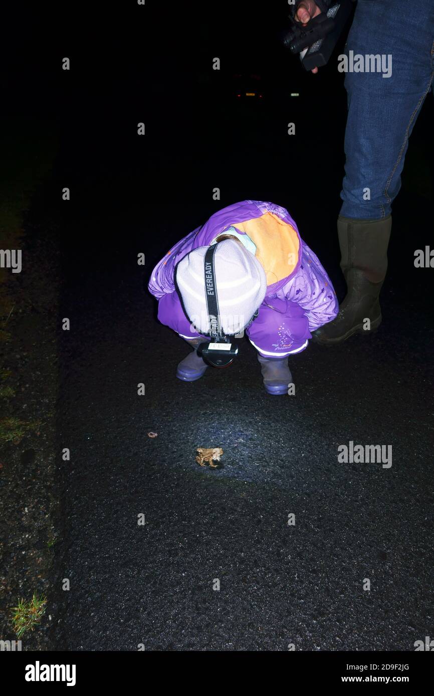 Young girl shining her head torch to investigate a frog on a country road in the Isle of Mull. Stock Photo