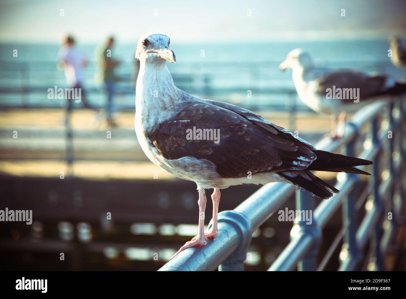 row of seagulls on a railing Stock Photo