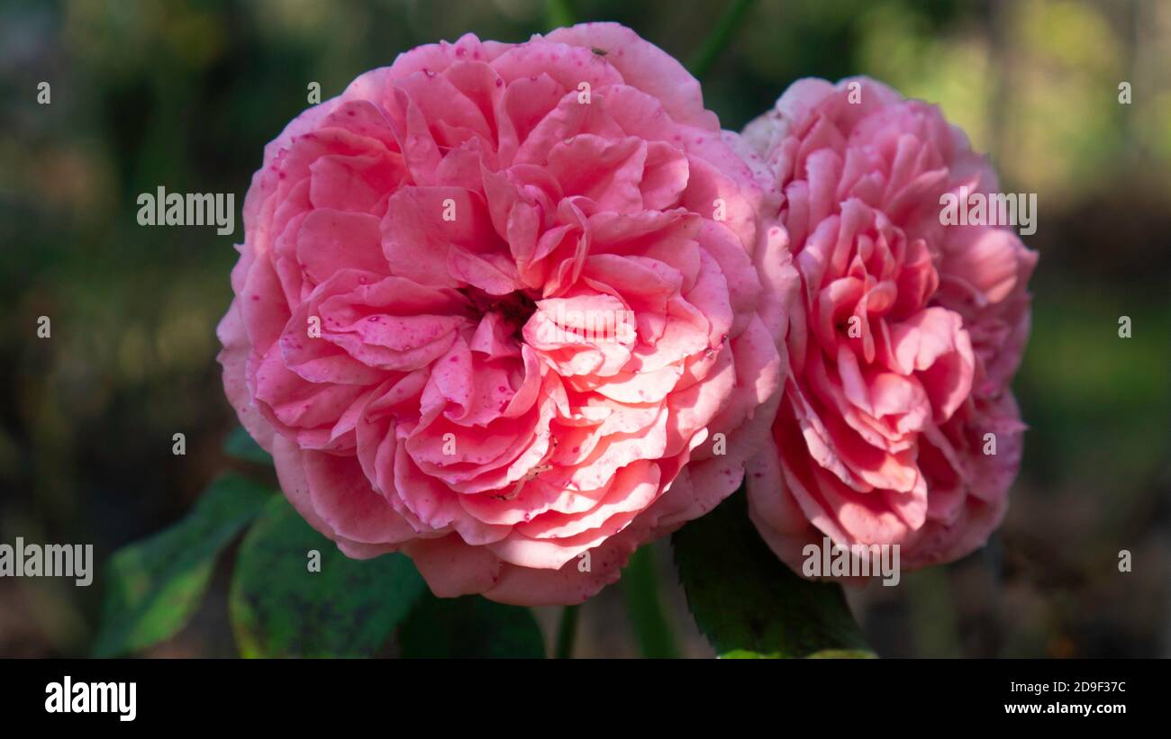 Hd English Roses English roses garden rosarium floral hi-res stock photography and ...