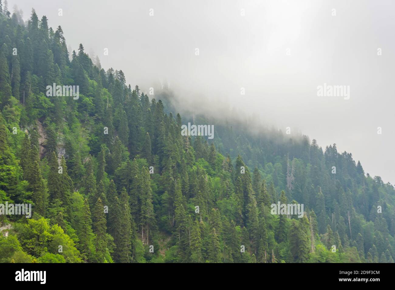 Dense coniferous forest hi-res stock photography and images - Alamy