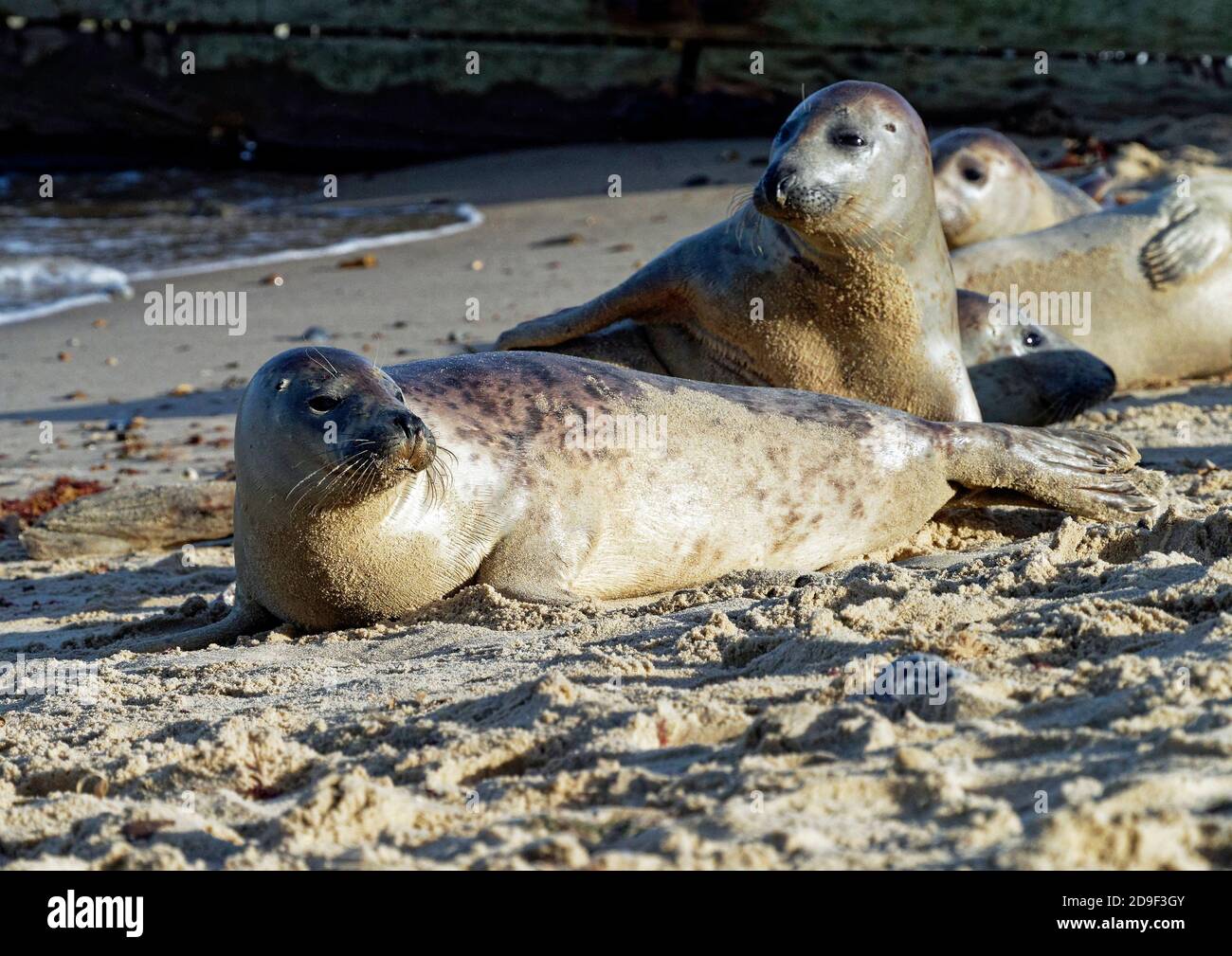 Young grey seals at Horsey, Norfolk come ashore at the end of October at the start of the main breeding season in Novembers and December. Stock Photo