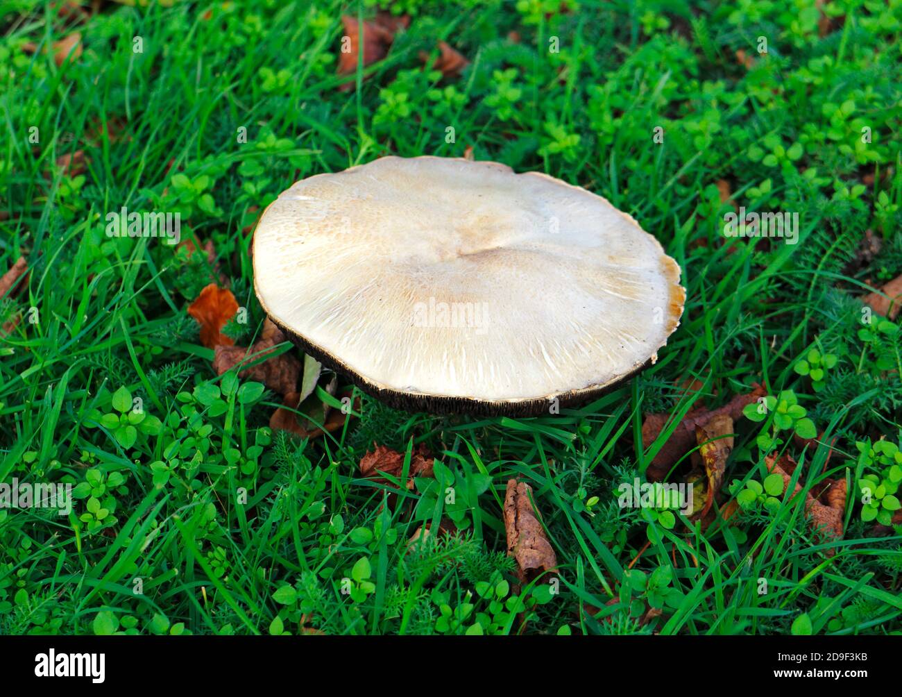 A mature flat white Field Mushroom, Agaricus campestris, on a local village green at Hellesdon, Norfolk, England, United Kingdom. Stock Photo