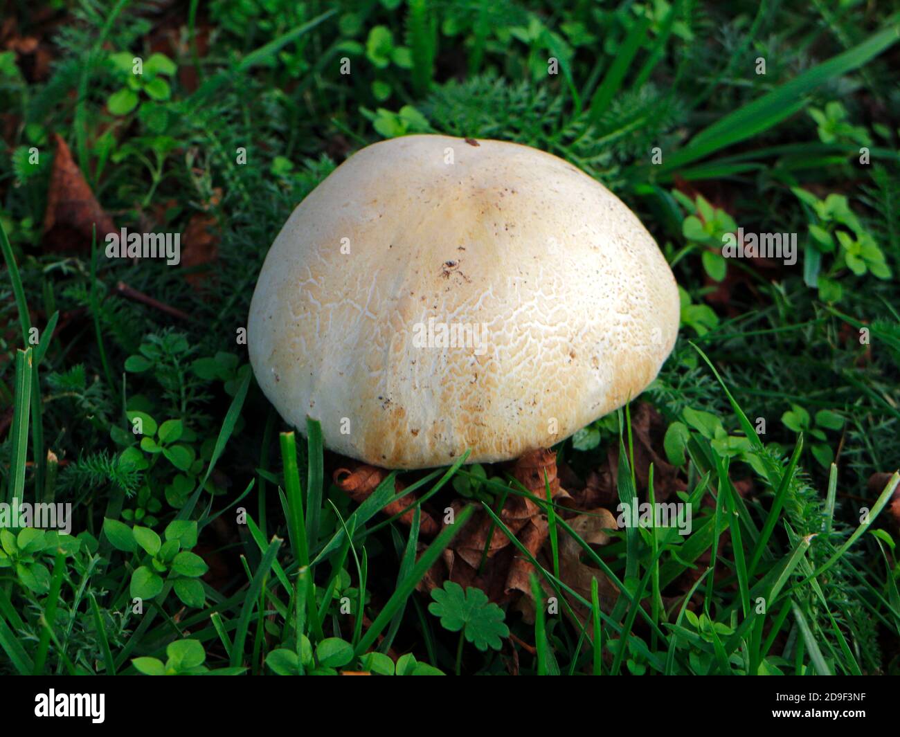 A young hemispherical Field Mushroom, Agaricus campestris, on a local village green at Hellesdon, Norfolk, England, United Kingdom. Stock Photo