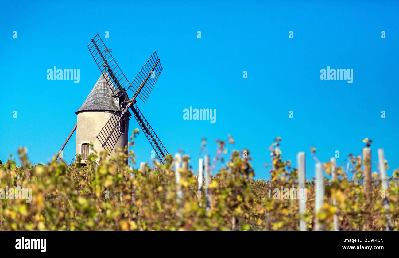 The windmill in the French Beaujoliais wine region of Moulin-à-Vent. The wines produced here tend to be more full-bodied than other Beaujolais wines. Stock Photo