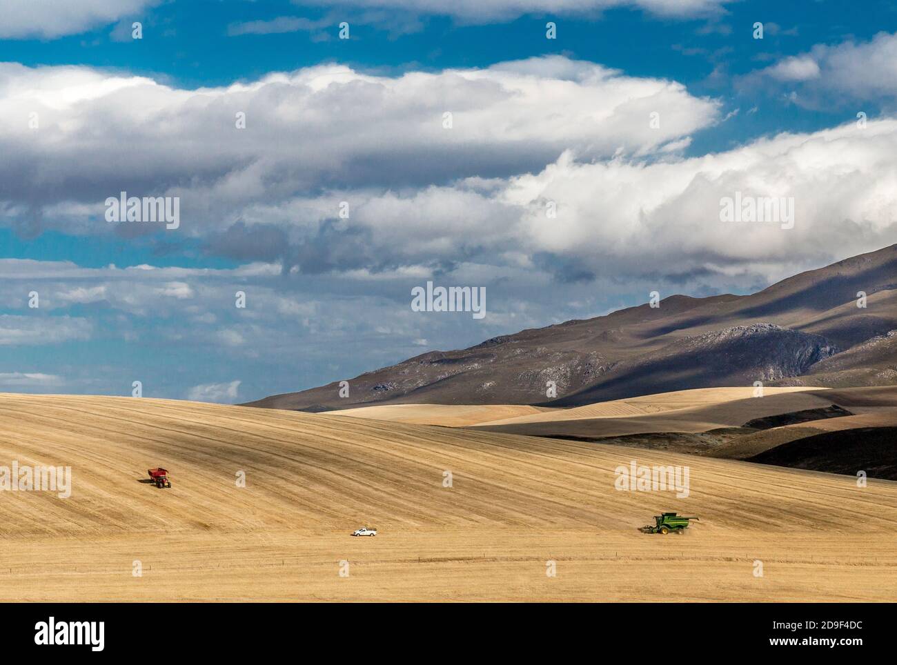 Wheat being harvested in Western Cape Province in South Africa, north of Hermanus. Stock Photo