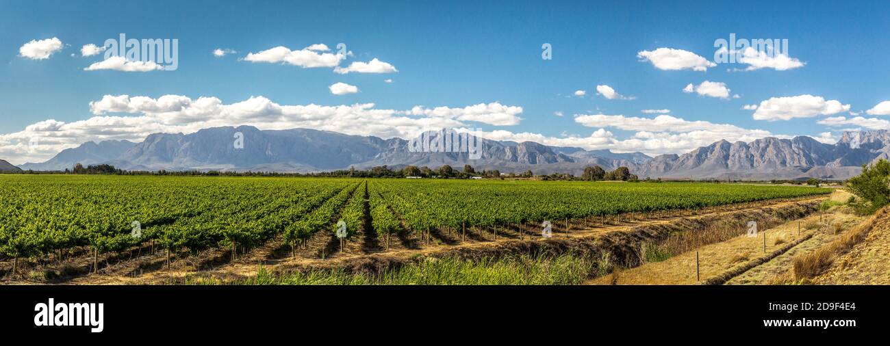Vineyards near the city of Worcester, north of Cape Town in South Africa. Stock Photo