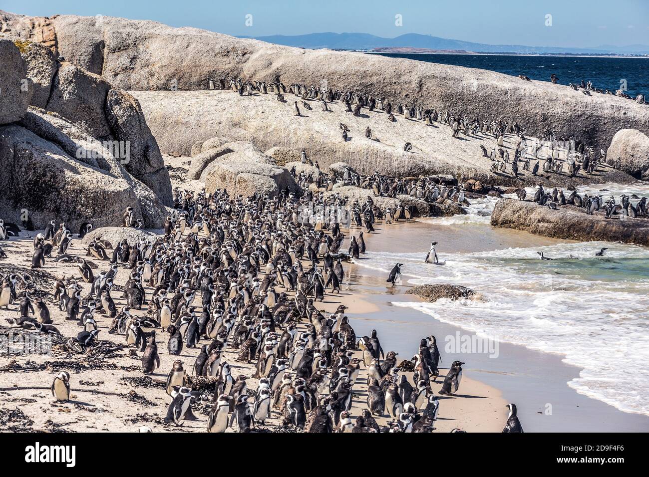 Penguins at the Cape of Good Hope, South Africa. These are Blackfoot
