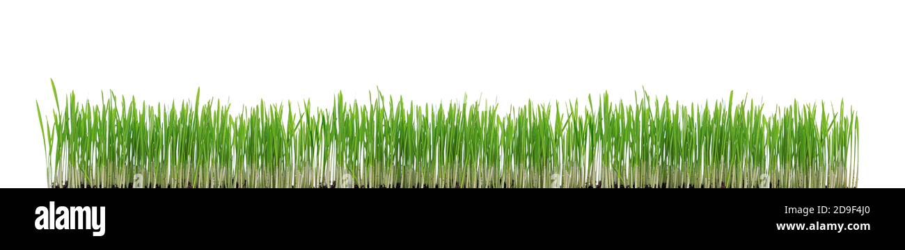 Green grass isolated on white background Stock Photo - Alamy