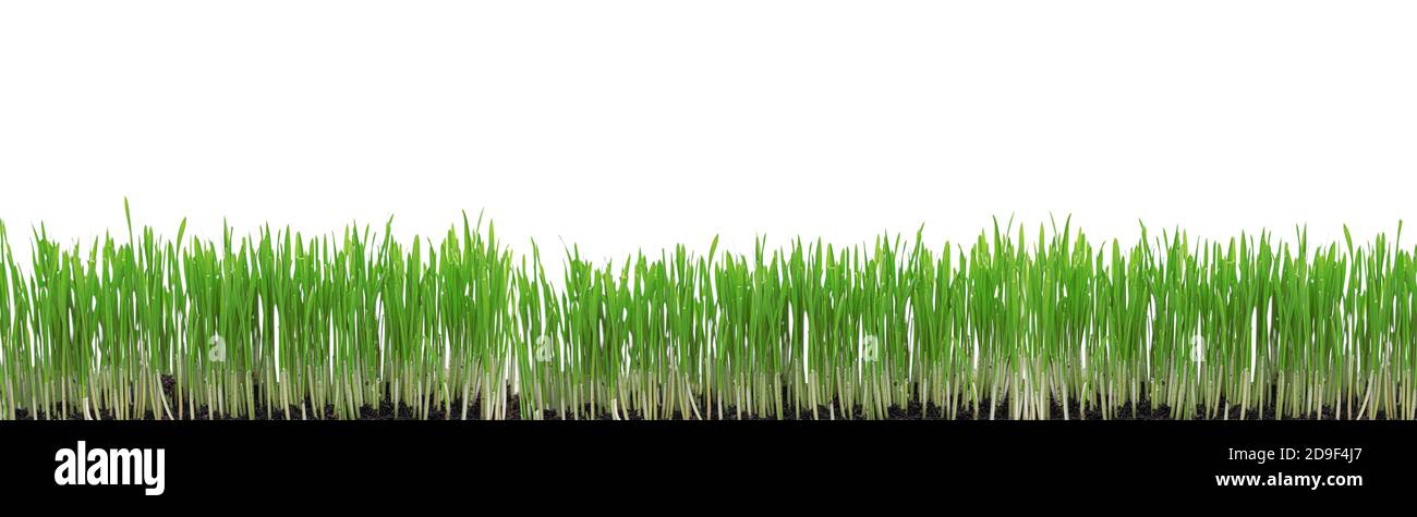 Green grass isolated on white background Stock Photo - Alamy