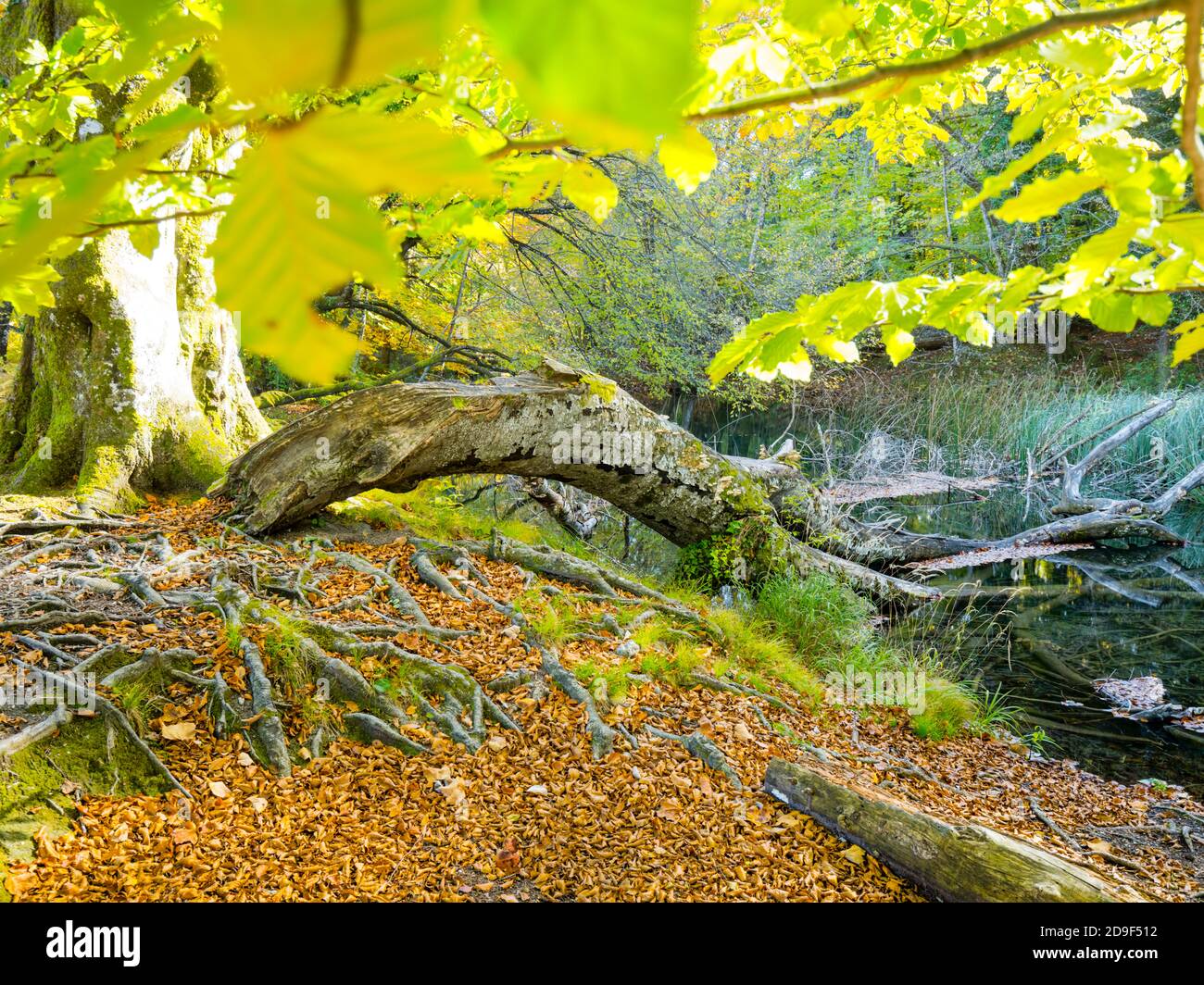 Fallen tree into pond in National park Plitvice lakes, Croatia Stock Photo