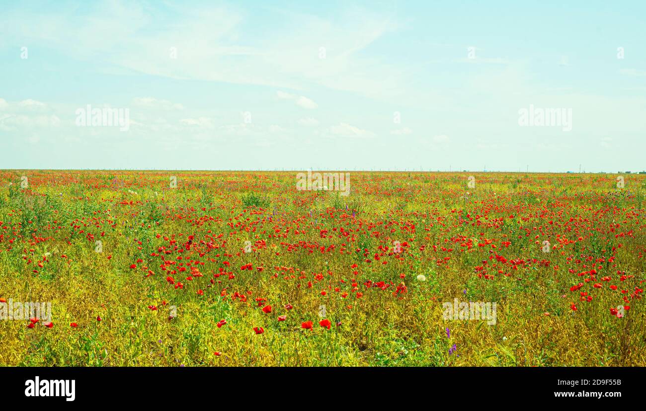 Pea field with poppies. Red poppies in the meadow. Horizontal background With sky and flowering meadow. Copy space for text. Stock Photo