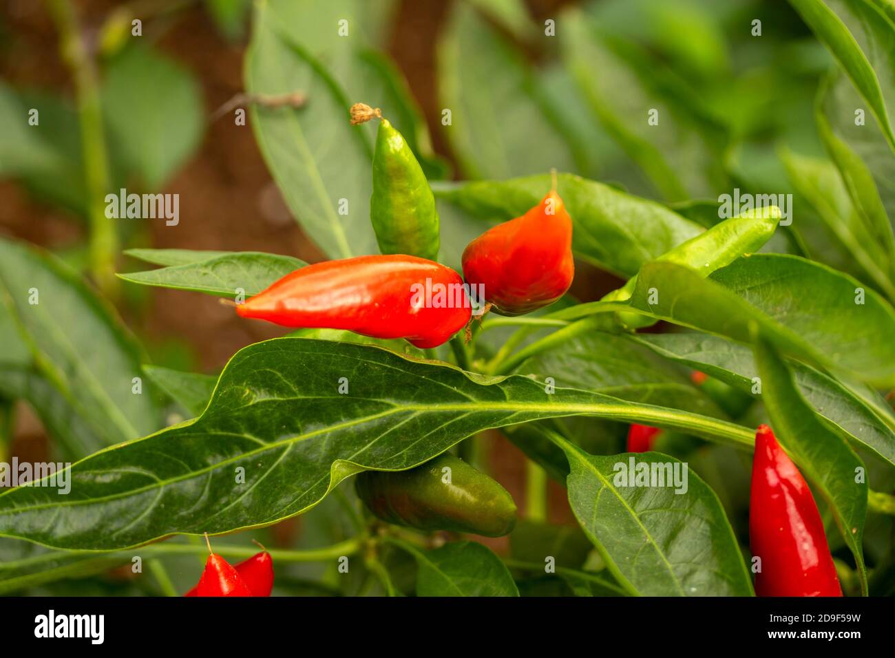 Scoville Heat Scale High Resolution Stock Photography And Images Alamy