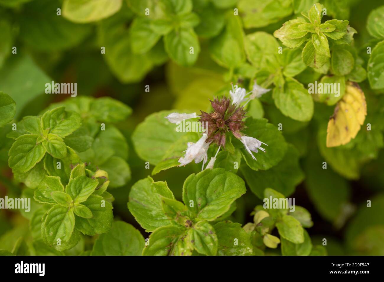 Japanese mint (Mentha Canadensis Stock Photo Alamy