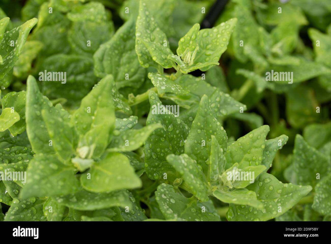 Tetragonia tetragonoides (New Zealand spinach), natural plant portrait Stock Photo